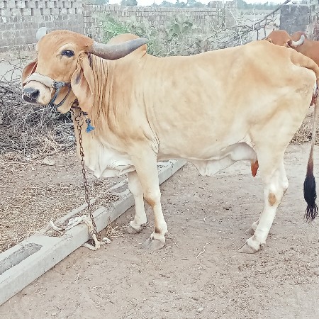 ગાય વેચવાની  છે પંદર દીવસ ની કાસી