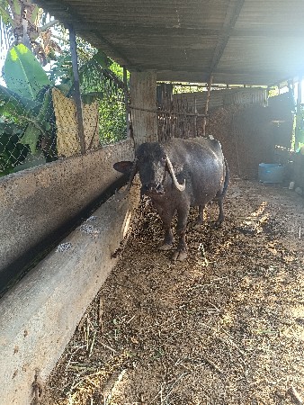ભેંસ વેચવાની છે