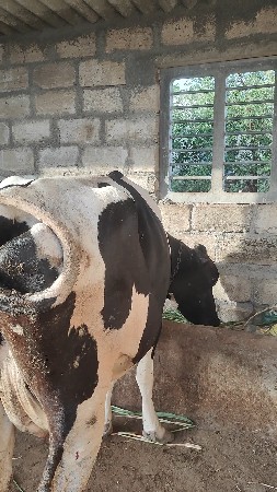 ગાય બીજું વેતર વ્યાલ છે