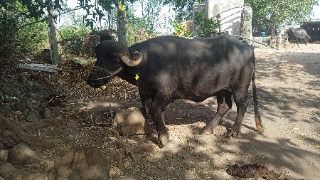 આ ભેંસ વેસવાની છે