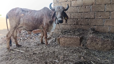 ગાય દયદેવા ની છે
