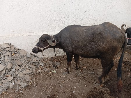 ભેંસ વેચવાની છે