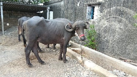 ખળેલી વેચવાની છે ખાલી છે