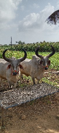 બળદ વેચવાના છે