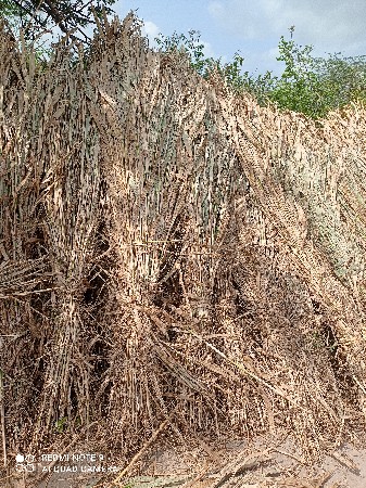 જુવાર નો ચારો