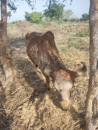 ડાબી બાજુ હાલે