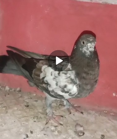 કબુતર  છે