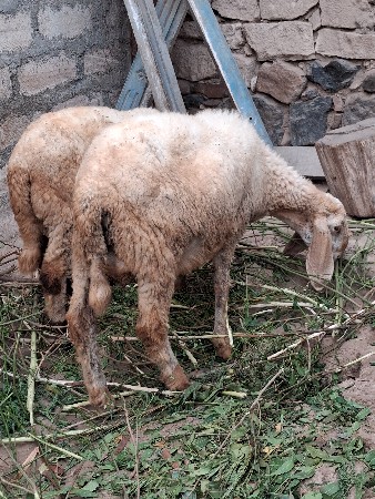 5 ઘેટા