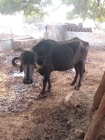 ખડેલી વેશવાની છે અખંડ