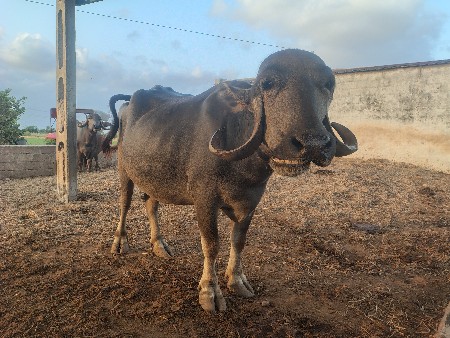 2  બીજુ  વેતર