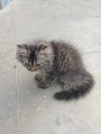 billi