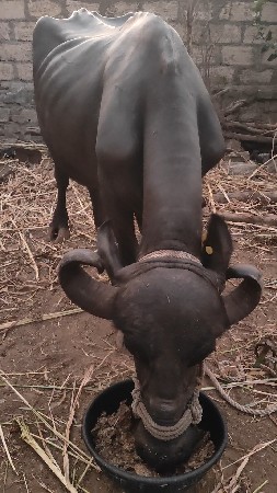 બીજા વેતર ખડેલી વ્યાસે