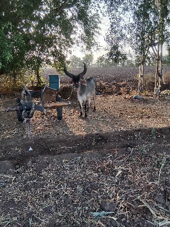 ટોટલ જવાબદારી થી આપવાના છે