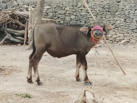 pada vechavana che 2