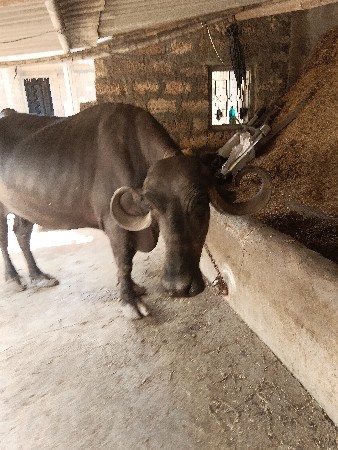 ભેંસ વેચવાની છે