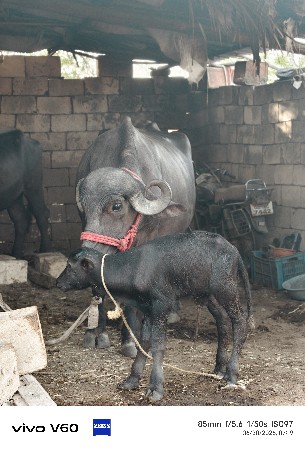 ભેંસ વેચવાની છે