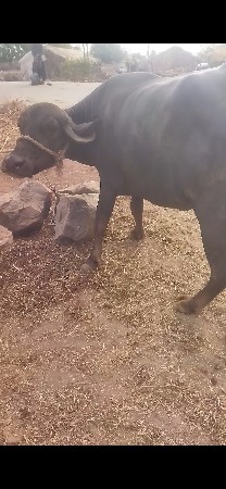 75000