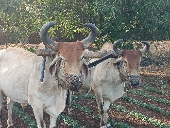બળદ વેચવાના છે સાવ સોજા