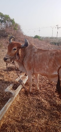 બળદ અને ગોઢલા બને વેચવાના છે