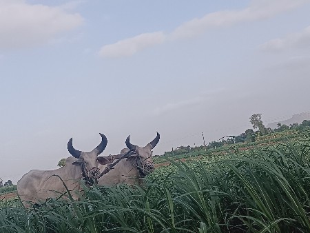 બળદ