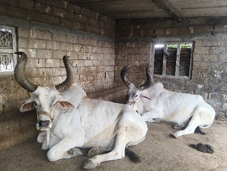 dardhu