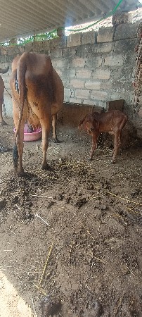 ગાય વેચવાની છે