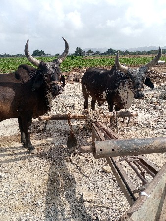 બળદ વેચવાના છે