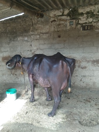 વેશ્વ ની સે