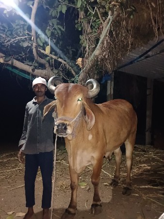 બીજી ઘરના ગોદલા વેચવાના છે