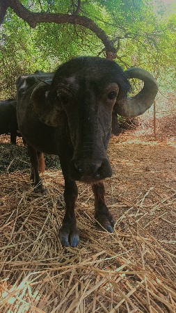 4દાતે