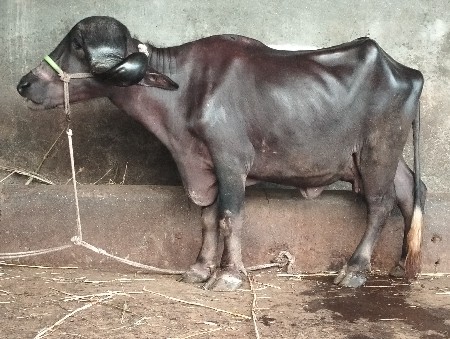 khaday vechavani che