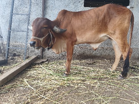 વોડકી વેચવાની છે