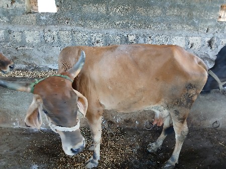 ગાય વેચવાની છે હાલમાં ચાર મહિના કા