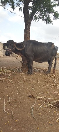 આ ભેંસ વેચવાની છે