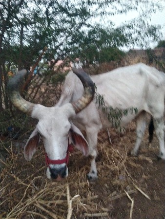 બળદ વેચવાના છે સાવ સોજા