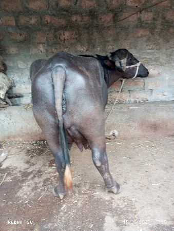 ભેસ વેચવાની છે