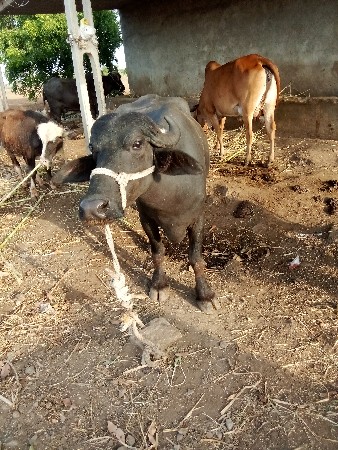 પેલા વેતરની ખડેલી વેચવાની છે