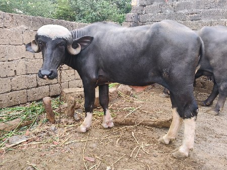 જાફરાબાદી ખડેલી વેશવાની છે.