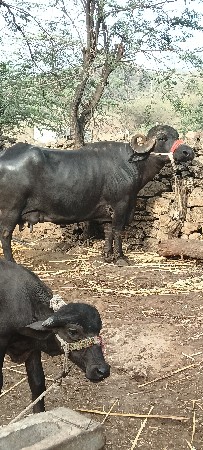 ભેંસ