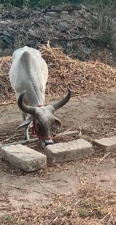 વેચવાનો છે