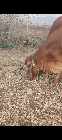 ગીર ગાય વેસવાની છે