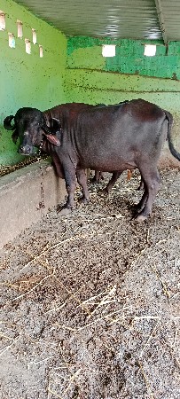 ખડેલી વેસવા ની સે