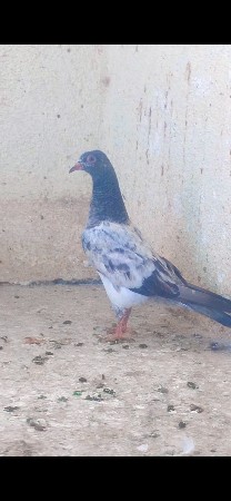 ટોપ ક્વોલિટી પઠા 🔥