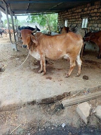 ગાય વેચવા ની છે
