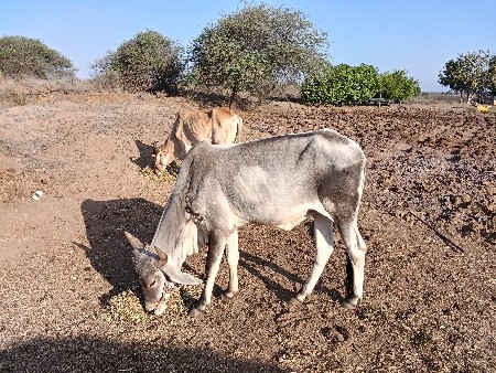 બળદ વેચવાના છે.