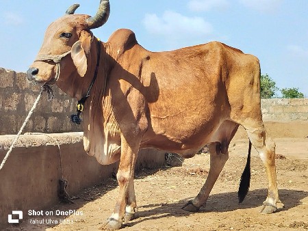 ગાય વેશવાનિ છે