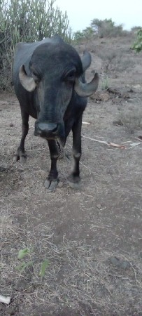 ભેંસ વેચવાની છે