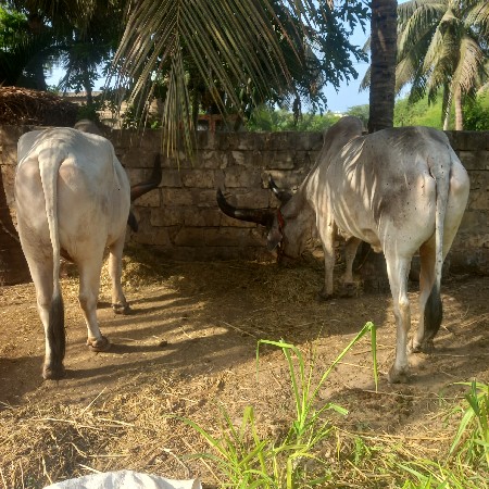 બળદ વેચવાના છે