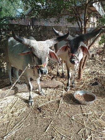 ગોડલા વેચવાના
