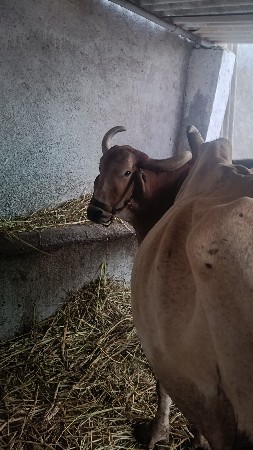 બળદ
